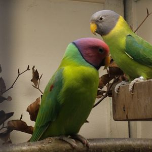 Plume Headed Parakeets