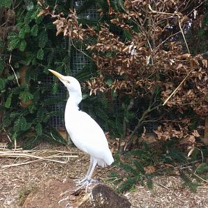 Cattle Egret