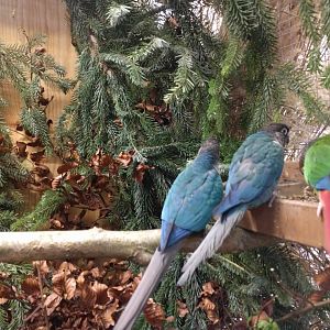 Green cheeked conures