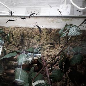 Stick insect tank