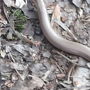 Wild slow worm