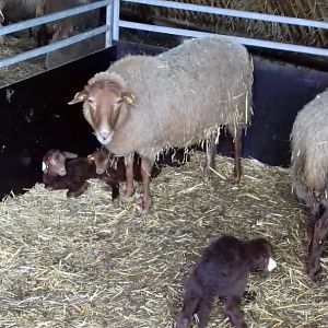 Coburger Sheep and lambs