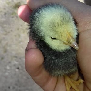 Chick
