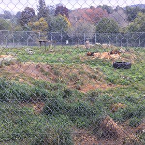 African Lion Exhibit - The Pride