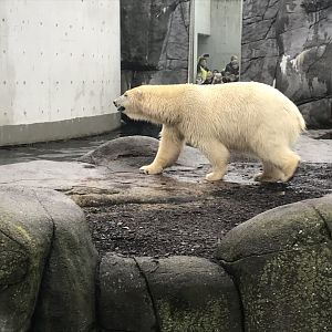 Polar bear male