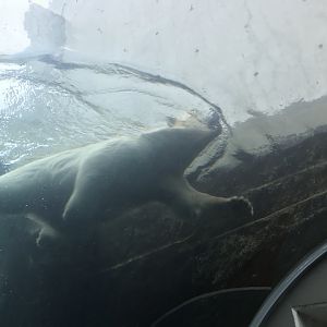 Polar bear tunnel