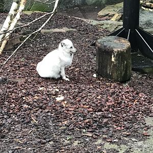 Arctic fox