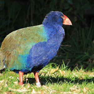 Takahe (Porphyrio hochstetteri)