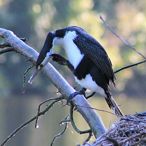Pied Shag (Phalacrocorax varius) scratching