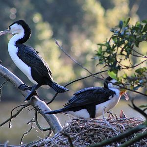 Pied Shags (Phalacrocorax varius) nesting