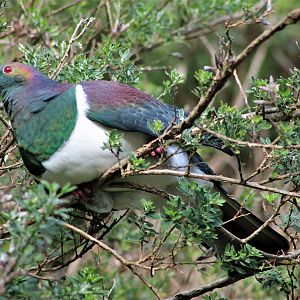 New Zealand Pigeon (Hemiphaga novaeseelandiae)