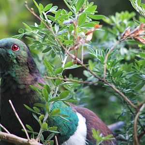 New Zealand Pigeon (Hemiphaga novaeseelandiae)