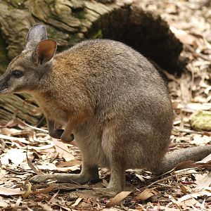 Tammar wallaby