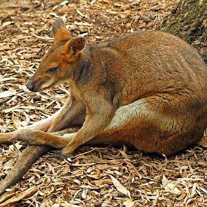 Red-legged pademelon