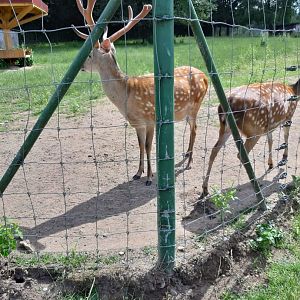European fallow deer