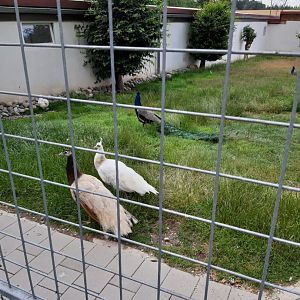 Blue Indian Peafowl and Domestic Chicken Enclosure