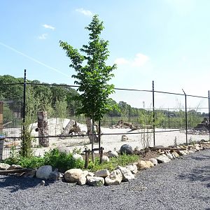Future African wild dog enclosure