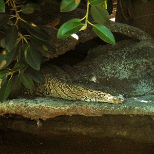 Perentie