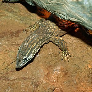 Ridge-tailed/Spiny-tailed Monitor