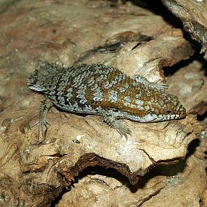 Pygmy Spiny-tailed Skink