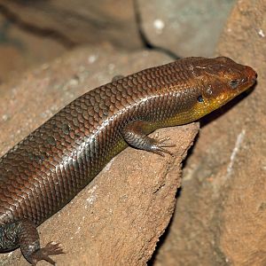 Skink