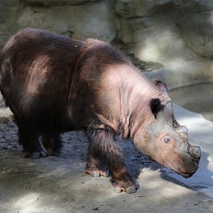 Harapan the Sumatran Rhinoceros, June 2015