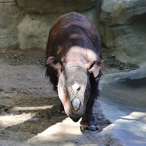 Harapan the Sumatran Rhinoceros, June 2015