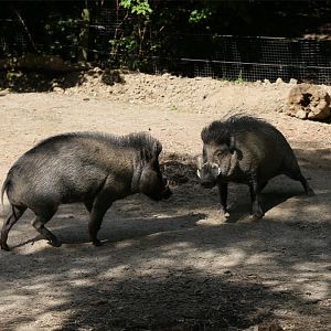 Visayan Warty Pigs, June 2015
