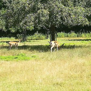European fallow deer  Walk through Enclosure