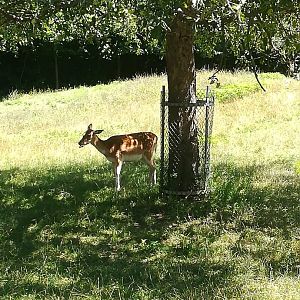 European fallow deer