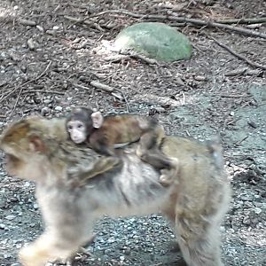 Babary maqaque with baby