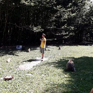 Maqaque commented feeding and Keeper information