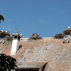 White Stork nests