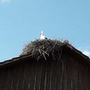 White Stork on nest