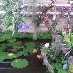 Tropical Pond Display