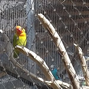 Lovebirds in the Outdoor aviarys