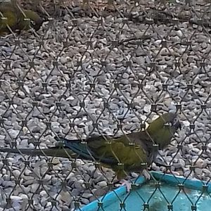 Patagonian conure