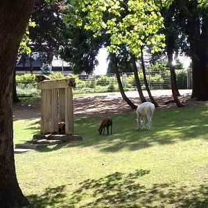 Mixed Species Walkthrough Enclosure