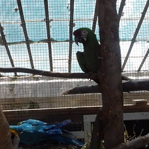 Blue and golden macaws
