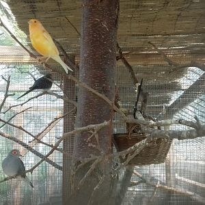 Dove and canary Bird Aviary