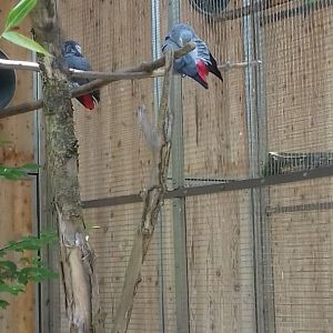 African Grey Parrot aviary