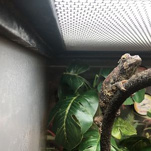 Juvenile Jackson's chameleon
