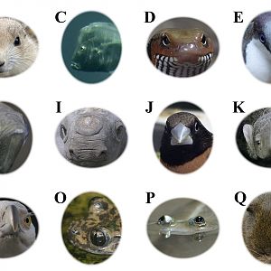 June 1st Lockdown Puzzle