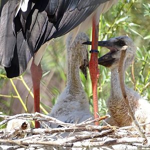 European white stork chicks (Hatched 8 May 2020)