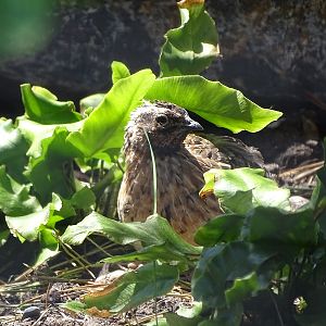 New species 05/2020: European quail