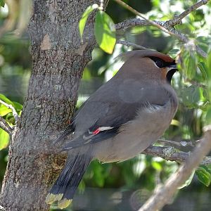 New species 05/2020: Bohemian waxwing