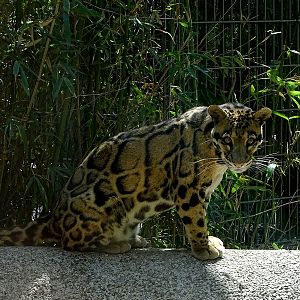 Clouded leopard (05/2020)