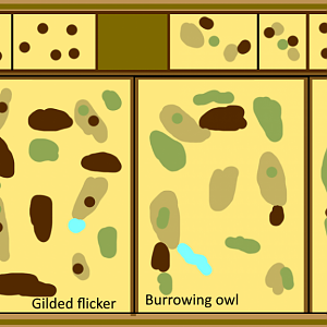 Repurposed grottoes idea 1 - Species Based Exhibits - Arid America birds