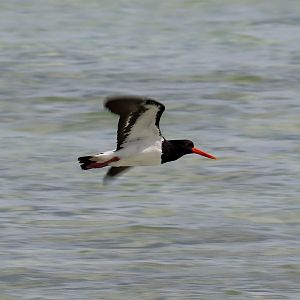 Australian Pied Oystercatcher