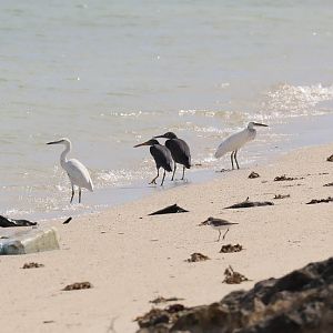 Eastern Reef Herons